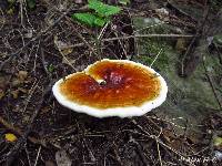 Ganoderma lucidum image