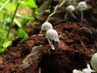 Coprinellus disseminatus image