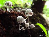 Coprinellus disseminatus image