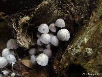 Coprinellus disseminatus image