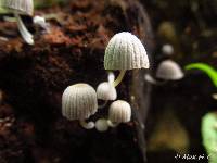 Coprinellus disseminatus image