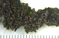 Collema nigrescens image