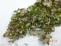 Peltigera ponojensis image
