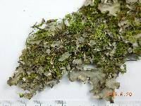 Peltigera ponojensis image