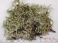 Cladonia furcata image