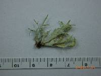Ramalina canariensis image
