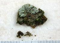 Phaeophyscia pusilloides image