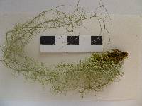 Usnea ceratina image