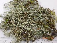 Cladonia scabriuscula image