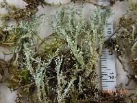 Cladonia squamosa image