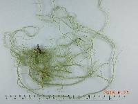 Usnea scabrata image