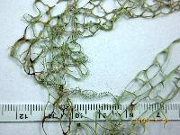 Ramalina menziesii image