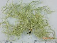 Usnea subfloridana image