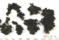 Collema furfuraceum image