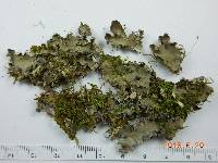 Peltigera collina image