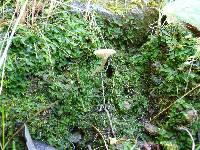 Lichenomphalia umbellifera image