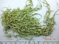 Ramalina leptocarpha image