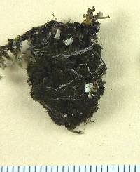 Placynthiella uliginosa image