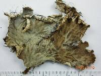 Peltigera membranacea image