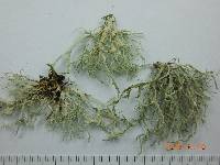 Ramalina farinacea image