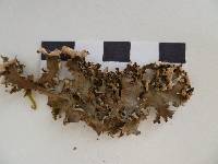 Image of Peltigera degenii