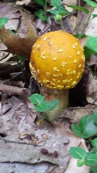 Amanita flavoconia image