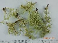 Usnea intermedia image