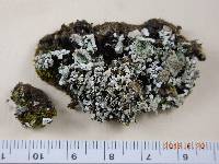 Cladonia pyxidata image