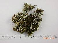 Cladonia chlorophaea image