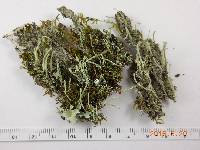 Cladonia macilenta image