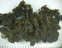 Collema furfuraceum image