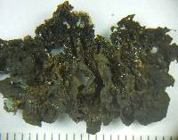 Collema furfuraceum image