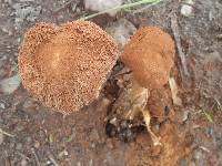 Battarrea phalloides image