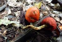 Leratiomyces erythrocephalus image