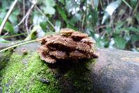 Psathyrella echinata image