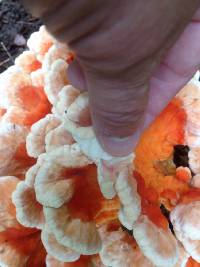 Laetiporus cincinnatus image