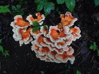 Laetiporus cincinnatus image