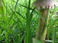 Macrolepiota procera var. procera image