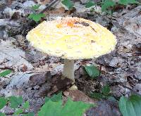 Amanita muscaria image