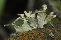 Ramalina canariensis image