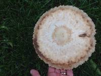 Macrolepiota procera var. procera image