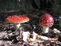 Amanita muscaria image