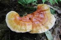 Ganoderma tsugae image