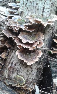 Trametes versicolor image