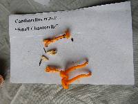 Cantharellus minor image