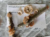 Schizophyllum commune image