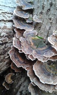 Trametes versicolor image