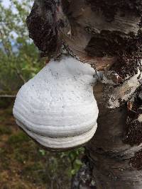 Fomitopsis betulina image