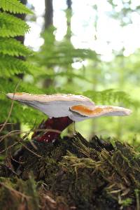 Ganoderma tsugae image