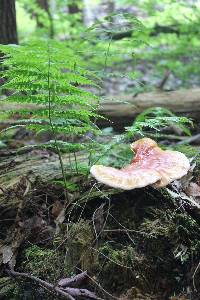 Ganoderma tsugae image